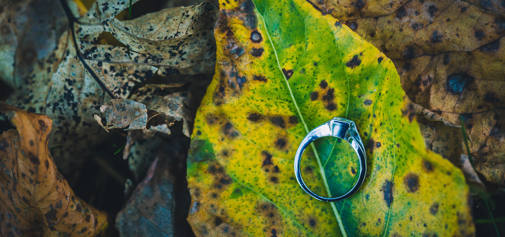 Engagement Sessions Image 2