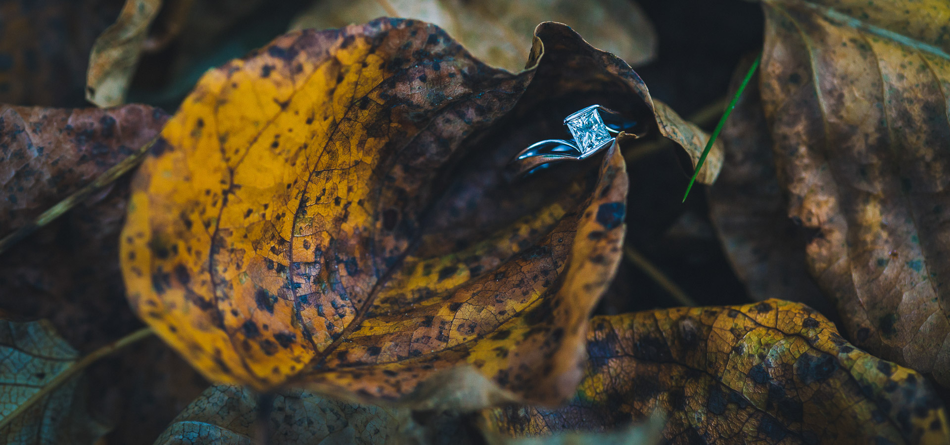 Engagement Sessions Image 2